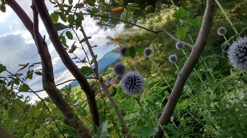 Plants growing on tree