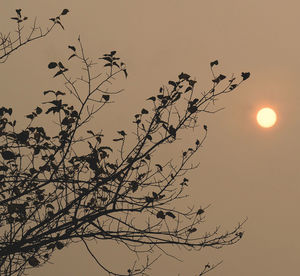 Low angle view of silhouette tree against sky during sunset