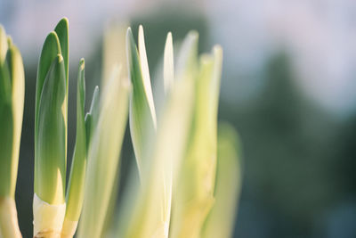 Close-up of green flowering plant