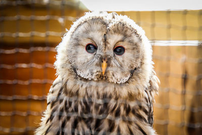 Portrait of owl in cage