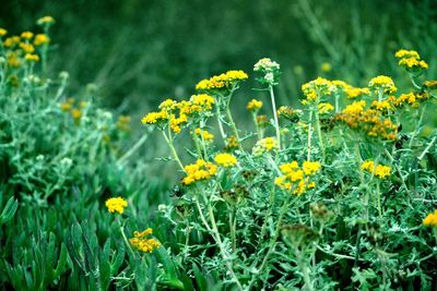 Close-up of yellow flowers blooming in field