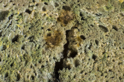 Full frame shot of lizard