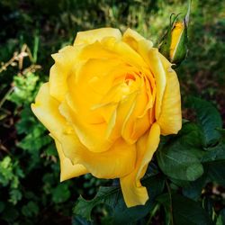 Close-up of yellow rose blooming outdoors