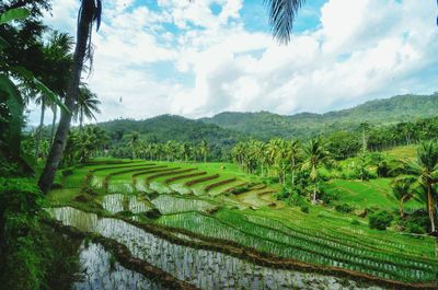 Scenic view of rice field against sky