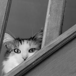 Close-up portrait of cat on window