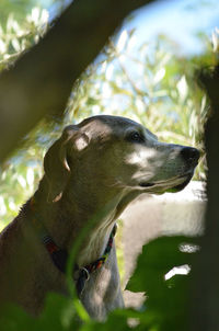 Close-up of my dog looking away 