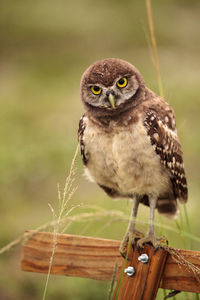 Baby burrowing owl athene cunicularia perched outside its burrow on marco island, florida