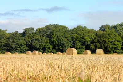 Hay bales on field against sky