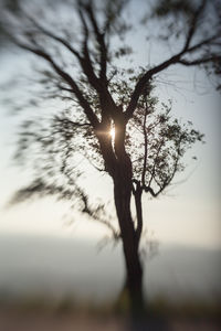 Sun shining through trees