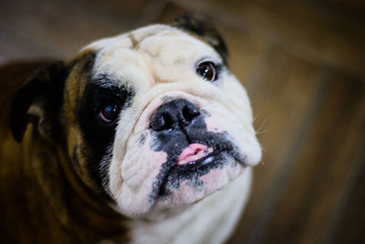 Close-up portrait of dog