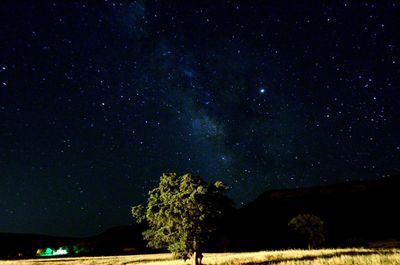 Low angle view of trees against sky at night