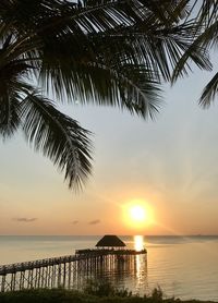 Silhouette palm trees by sea against sky during sunset