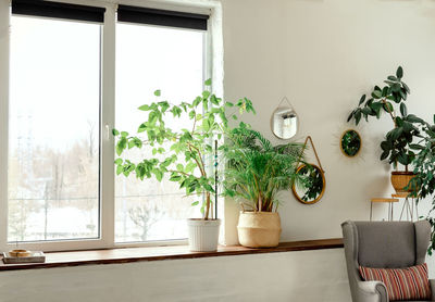 Green corner with plants in the interior of the house. ficus in a wicker pot. flowers on a stand. 