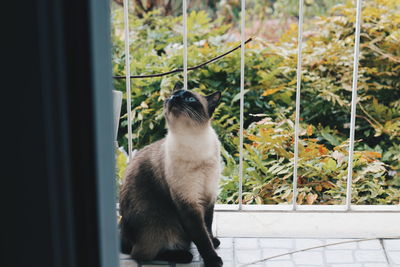 Cat sitting on window