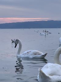 Swan floating on lake