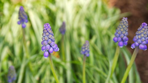 Close-up of purple flowering plants