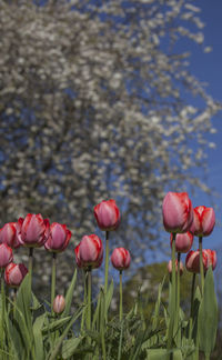 Close-up of red tulip flowers on field