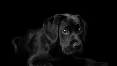 Close-up portrait of a dog over black background