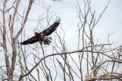 Low angle view of eagle flying against clear sky