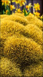 Yellow flowers growing on field