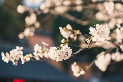 Close-up of cherry blossoms