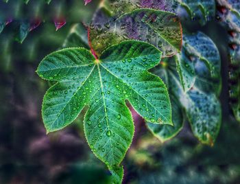Close-up of wet leaves