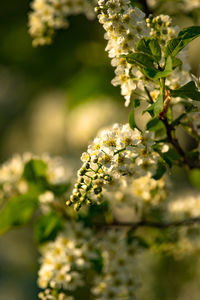 Close-up of white flowering plant