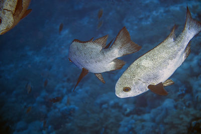 A school of black and white snapper - macolor niger - in the red sea, egypt