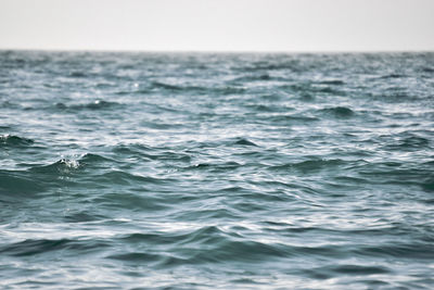 Close-up of whale swimming in sea