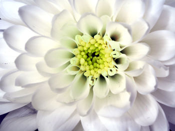 Close-up of white flower