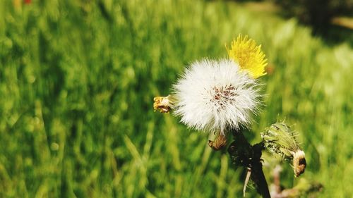 Close-up of flower growing outdoors