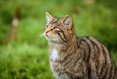 Close-up of a cat looking away