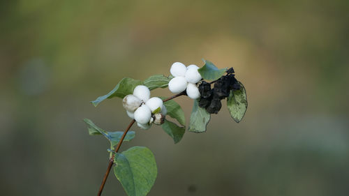 Close-up of fresh white plant