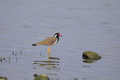 A red-wattled lapwing