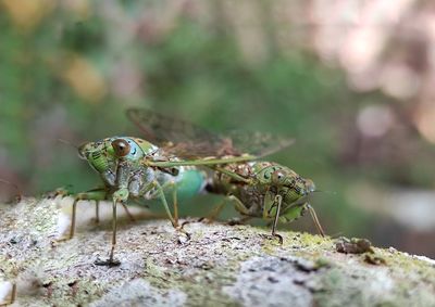 Close-up of insect on rock