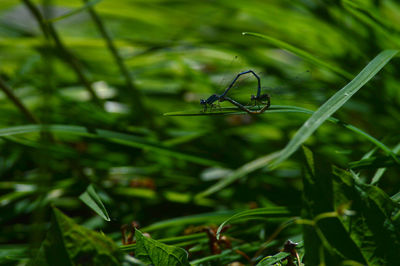 Close-up of insect on grass