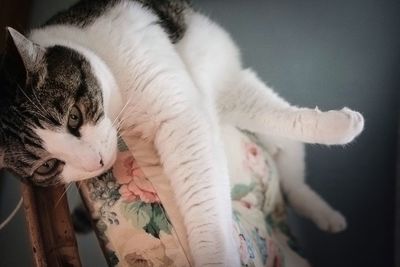 Close-up of cat sleeping