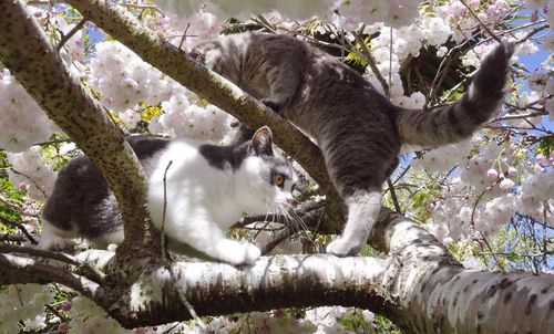 Cats in a tree