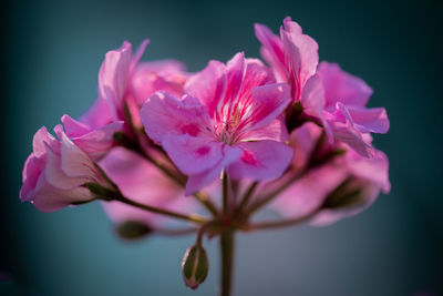 Close-up of pink flower against white background