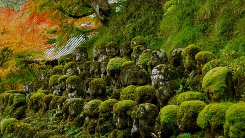 View of statue in forest