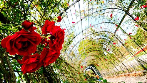 Low angle view of red flowers blooming on tree