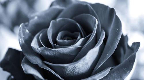 Close-up of rose flower