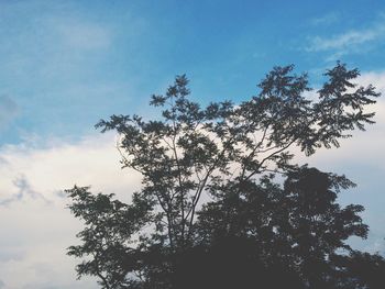 Low angle view of trees against blue sky