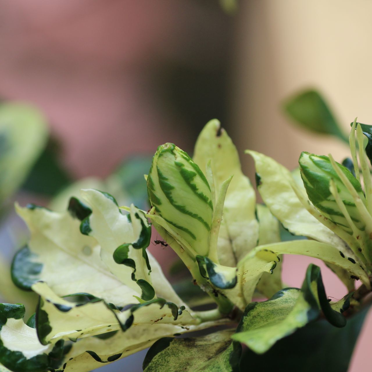 CLOSE-UP OF FRESH GREEN PLANT