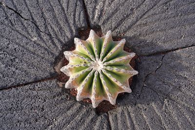 High angle view of succulent plant on field
