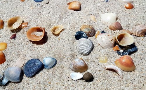 High angle view of seashells on beach