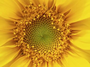 Close-up of yellow flower