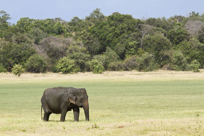 Elephant in a field