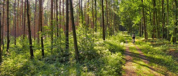 Trees growing in forest