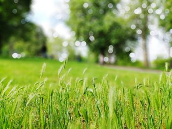 Close-up of grass in field